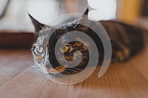 Cute brown kitten laying on a wooden surface and relaxing with a blurred background