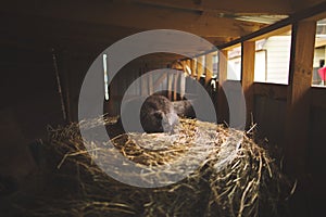 Cute brown kitten taking a peaceful nap on a pile of straw