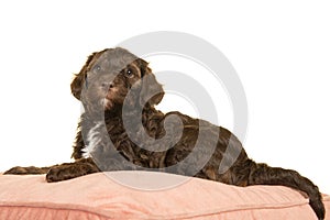 Cute brown labradoodle puppy lying down on a cushion looking up isolated on a white background
