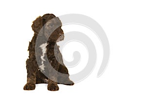 Cute brown labradoodle puppy sitting on a white background looking away at the right with space for copy