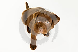 Cute brown labrador puppy dog looking up