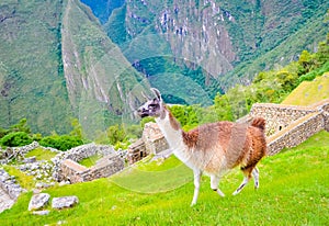 Cute brown lama walking around inca ruins of Machu Picchu in Peru