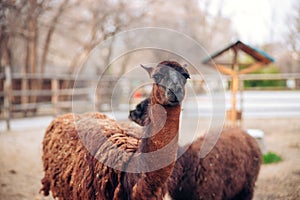 A cute brown llama in a zoo park. A fluffy animal mammal. Similar to an alpaca.