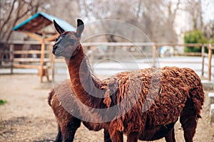 A cute brown llama in a zoo park. A fluffy animal mammal. Similar to an alpaca.