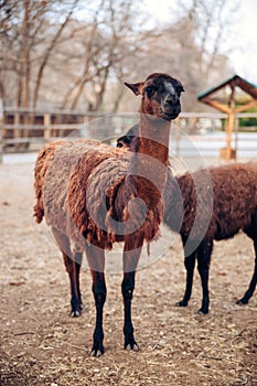 A cute brown llama in a zoo park. A fluffy animal mammal. Similar to an alpaca.