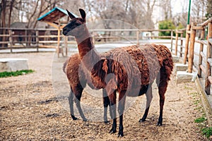 A cute brown llama in a zoo park. A fluffy animal mammal. Similar to an alpaca.