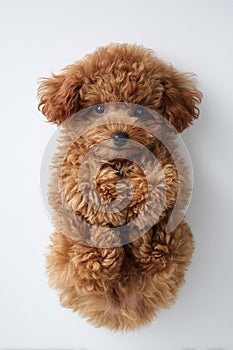 Cute brown mini toy poodle