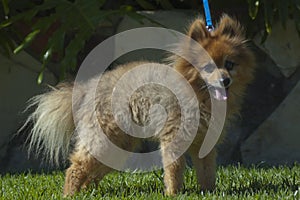 Cute brown mix breed puppy dog happy face with tongue out leash training on the grass