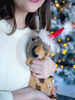 Cute brown mouse with Santa hat in female hands close-up on the background of the Christmas tree and garland