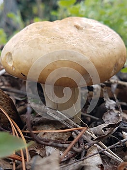 Cute brown mushrooms that looks like a stool in a wooded area