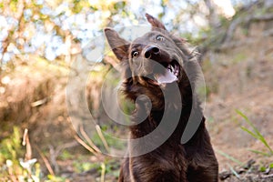 Cute brown mutt smiling