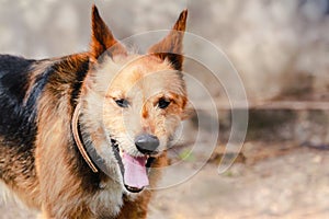 Cute brown mutt with tongue out and eyes closed, yawning. Blurred background with copy space.
