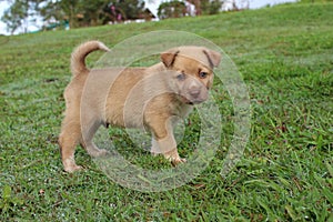 Cute brown New Guinea Singing Dog mix puppy