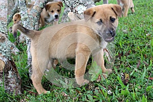 Cute brown mixed breed puppy photo