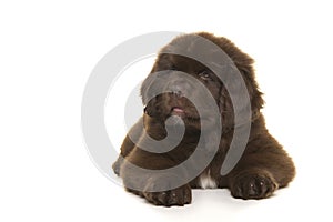 Cute brown Newfoundland dog puppy lying down glancing away isolated on a white background seen from the front