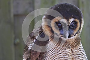 Cute brown owl chick looking fuzzy