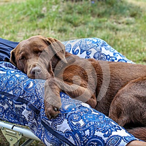 Cute brown pet dog sleeping between the owner`s legs