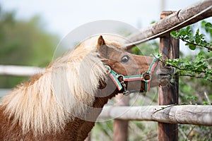 Cute brown Shetland pony with blond mane snuffling on plants outside fence photo