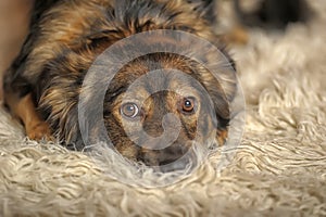 Cute brown pooch dog lying on fluffy carpet