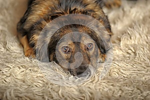 Cute brown pooch dog lying on fluffy carpet