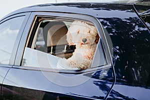 cute brown poodle dog in a car. daytime. traveling with dogs concept