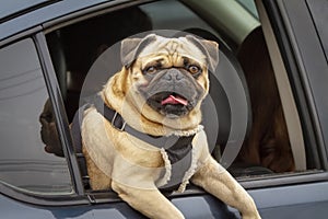 Cute brown pug dog looking at camera while hanging out of a car window with tongue out