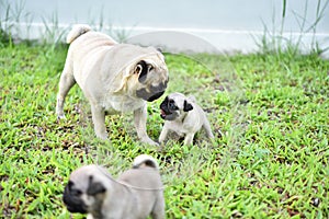 Cute brown Pug family in green lawn