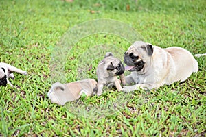 Cute brown Pug family in green lawn