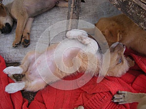 Cute brown puppies little pet playing