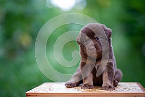 Cute brown puppies sitting on the table