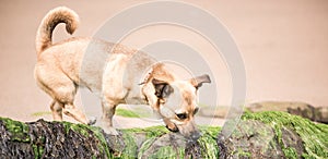 Cute brown puppy on a beach in Scotland - pet dog photography