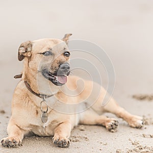 Cute brown puppy on a beach in Scotland - pet (dog) photography