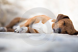Cute brown puppy dog sleeping portrait