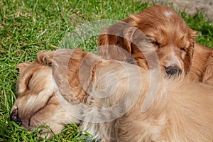 Cute Brown Puppy Dogs Sleeping on Grass