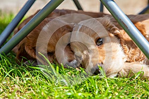 Cute Brown Puppy Dogs Sleeping on Grass Under a Garden Chair