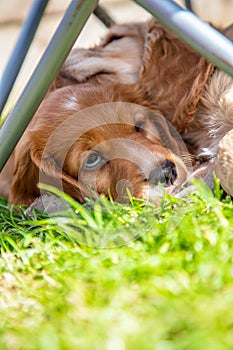 Cute Brown Puppy Dogs Sleeping on Grass Under a Garden Chair