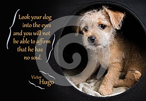 Cute brown puppy illustrating Victor Hugo quotation