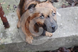 Cute brown puppy looking at camera and asking for food top view. Funny dog in backyard. Domestic dog portrait.