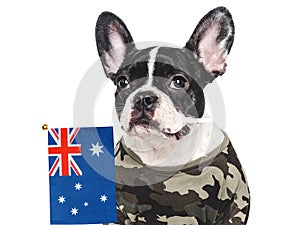 Cute brown puppy, military shirt and Australian Flag