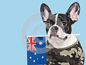 Cute brown puppy, military shirt and Australian Flag