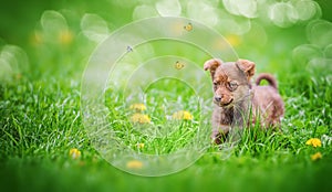 Cute brown puppy playing with butterflies among the dandelions, outdoor in summer park