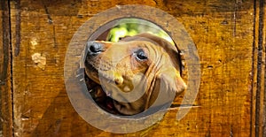 Cute brown puppy poking its face through a hole