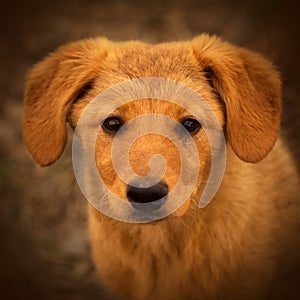 Cute brown puppy portrait