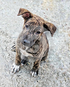 Cute brown puppy portrait