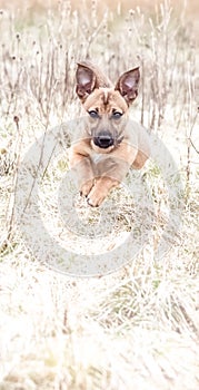 Cute brown puppy running and playing with new owner - rescue dog found a new home