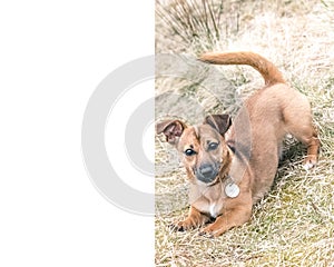 Cute brown puppy running and playing with new owner - rescue dog found a new home