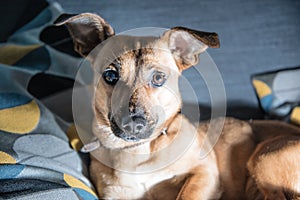 Cute brown puppy sitting on a sofa - dog photography - favourite pet - mixed race dog, - mongrels