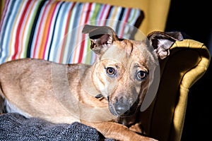 Cute brown puppy sitting on a sofa - dog photography - favourite pet - mixed race dog, - mongrels