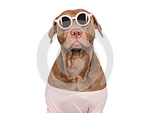 Cute brown puppy and sunglasses. Travel preparation