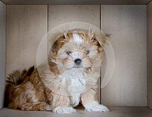 A cute brown puppy with a wooden panel background